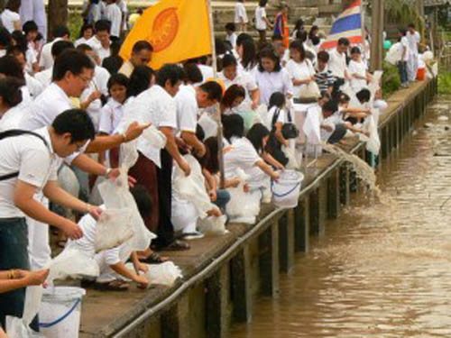 Mass freeing of animals as a Ceremonial and Cultural tradition for Making Merit as a Buddhist.