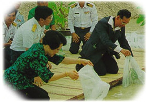 Great King Bhumipol Adulyadej Freeing Fish Historic Photo of Our Great King Bhumipol Adulyadej Freeing Fish