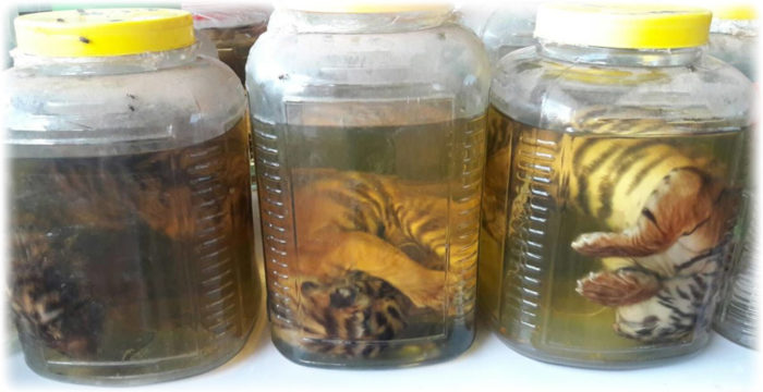 Tiger babies in Oil Confiscated from the Tiger Temple in Kanjanaburi after Police Raid